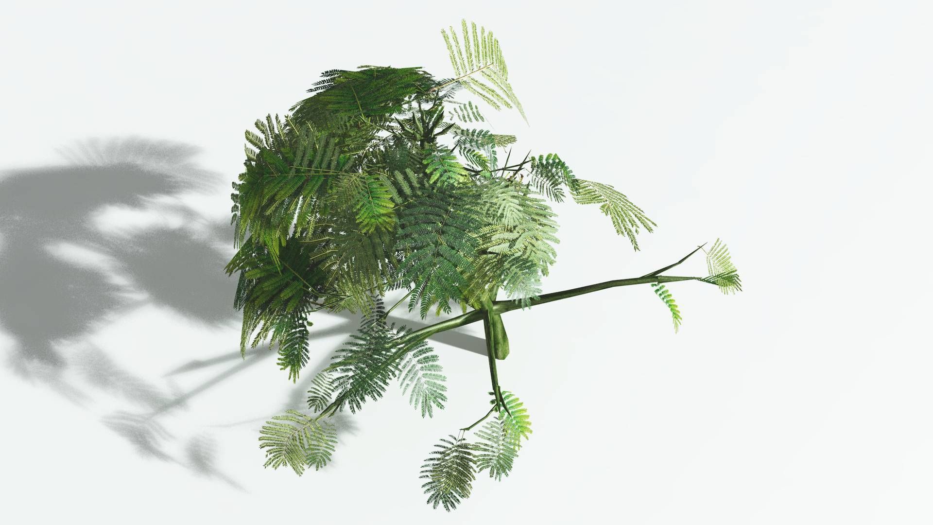 EVERYPlant Umbrella Thorn Acacia 1 --12 Models-- 3D model_23