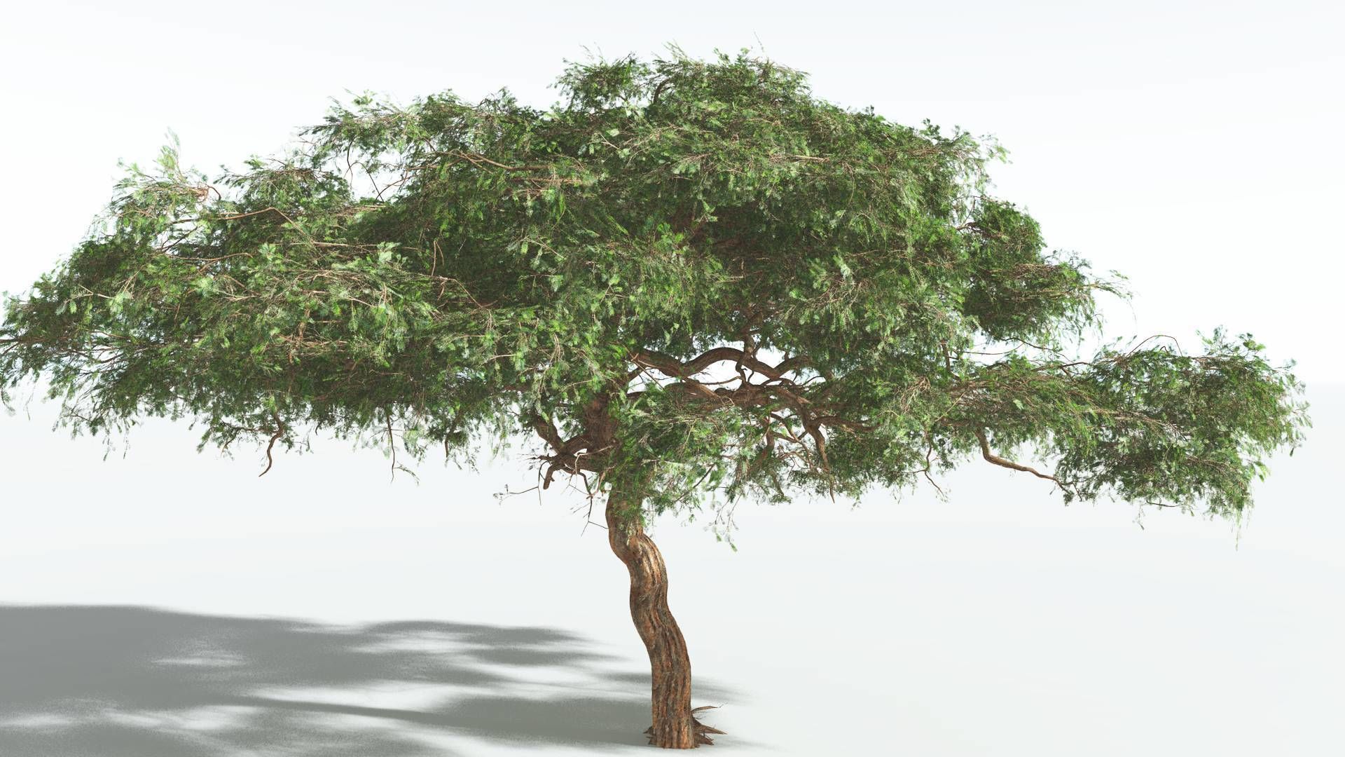 EVERYPlant Umbrella Thorn Acacia 1 --12 Models-- 3D model_16
