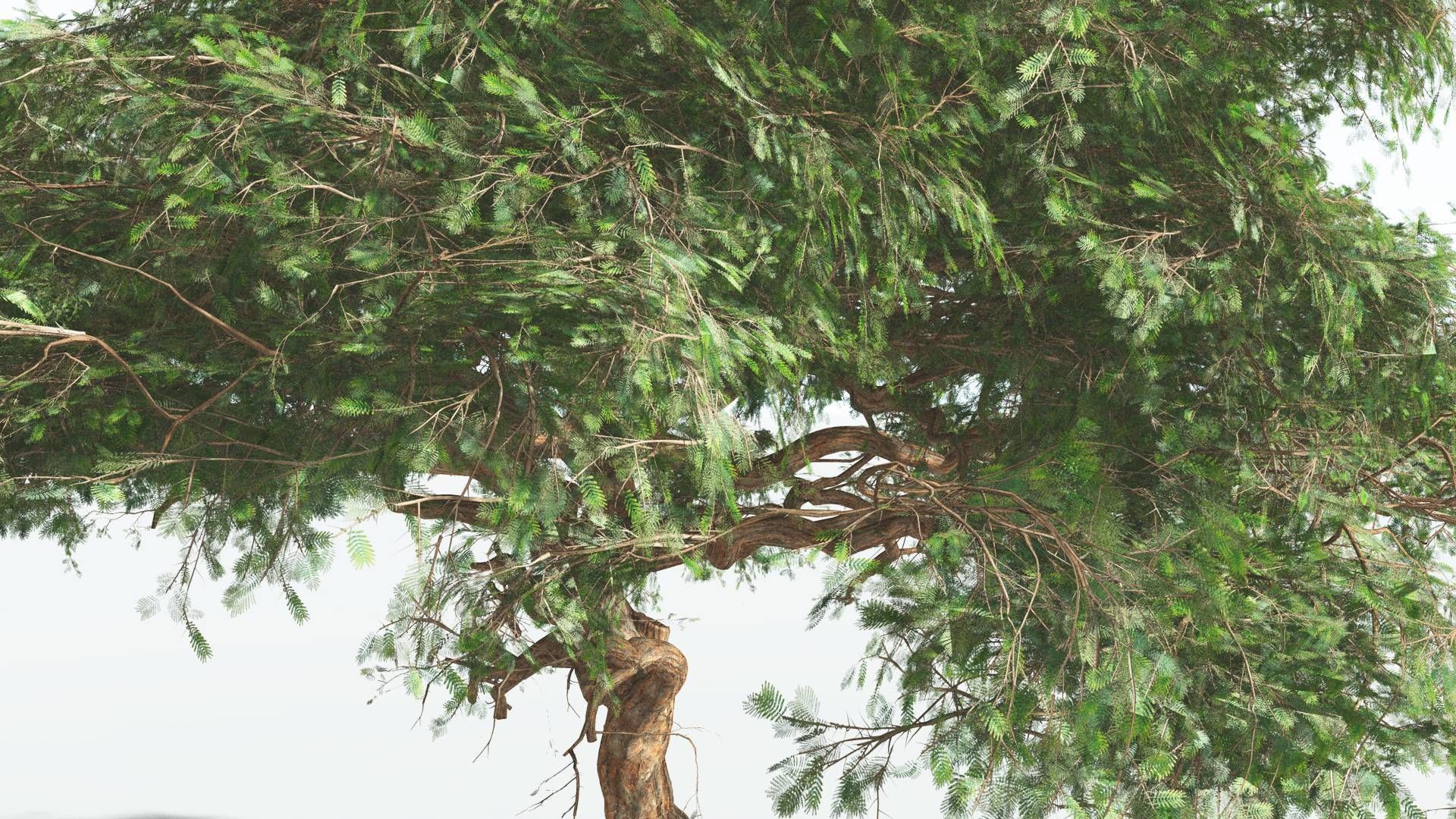 EVERYPlant Umbrella Thorn Acacia 1 --12 Models-- 3D model_5