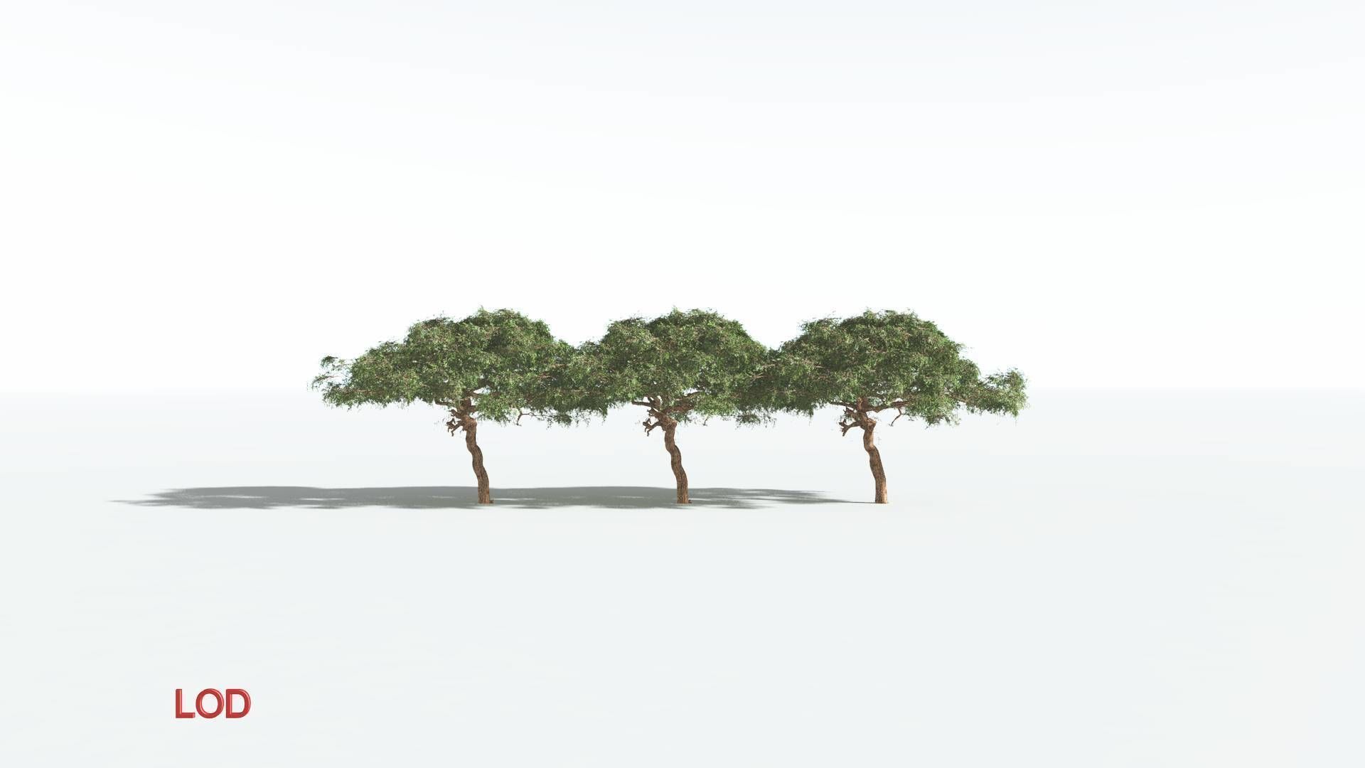 EVERYPlant Umbrella Thorn Acacia 1 --12 Models-- 3D model_3