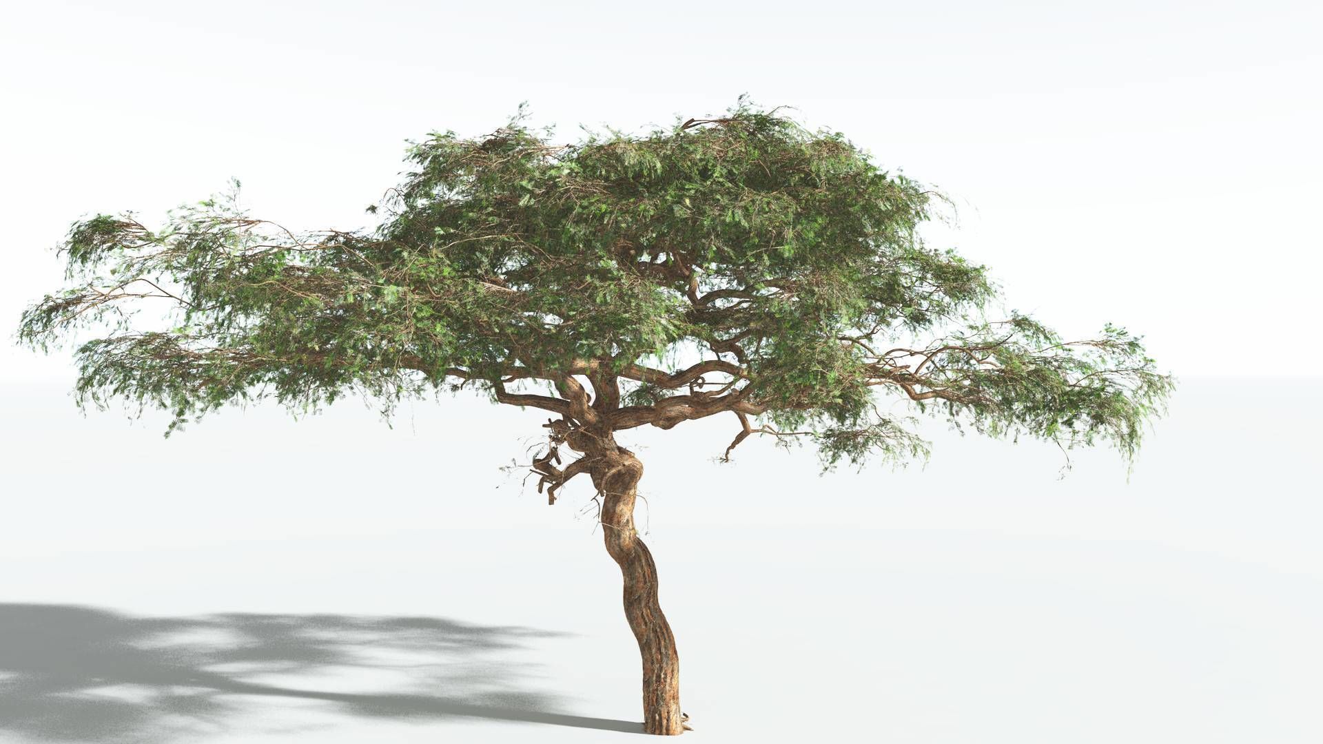EVERYPlant Umbrella Thorn Acacia 1 --12 Models-- 3D model_8