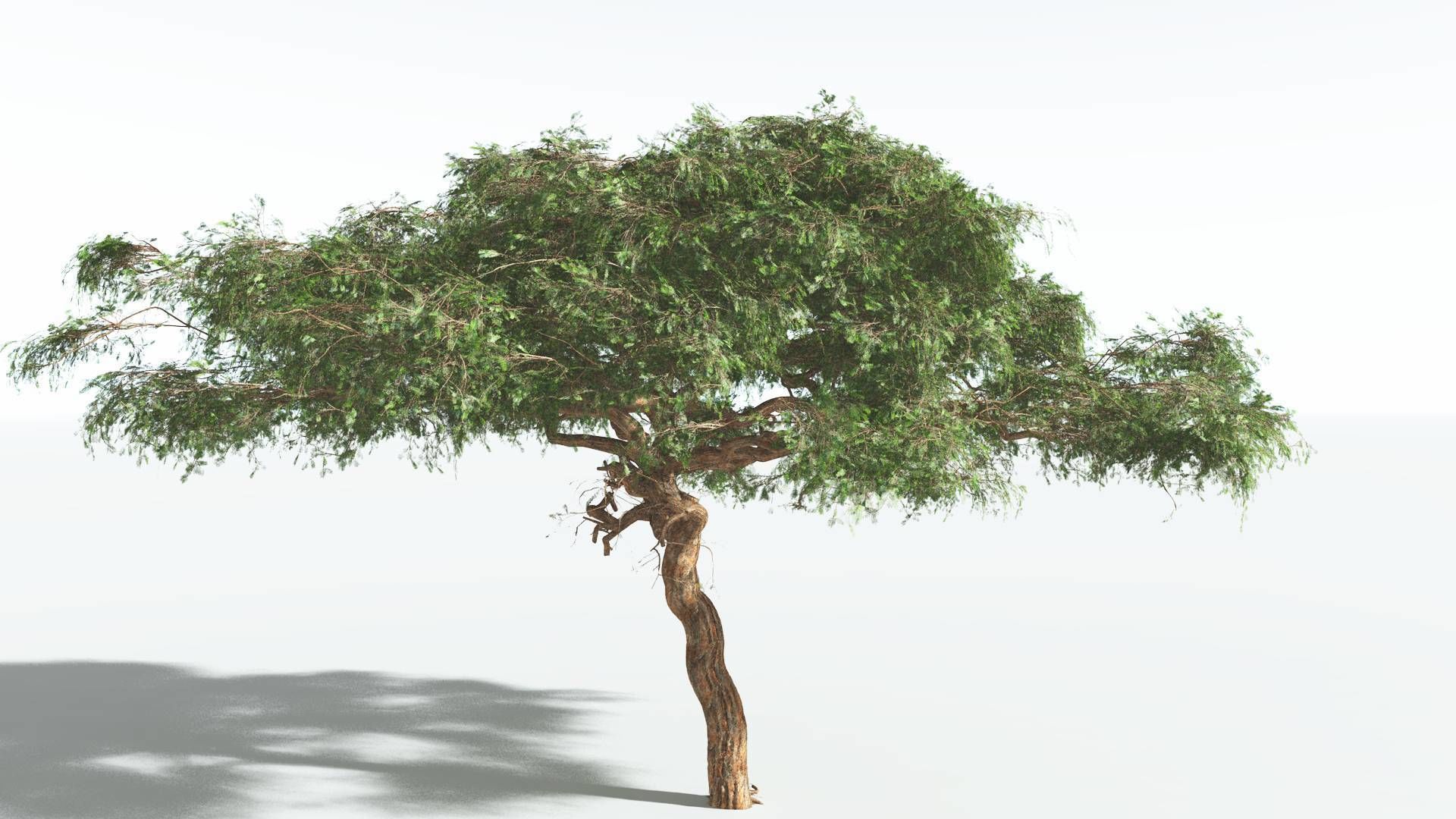 EVERYPlant Umbrella Thorn Acacia 1 --12 Models-- 3D model_4