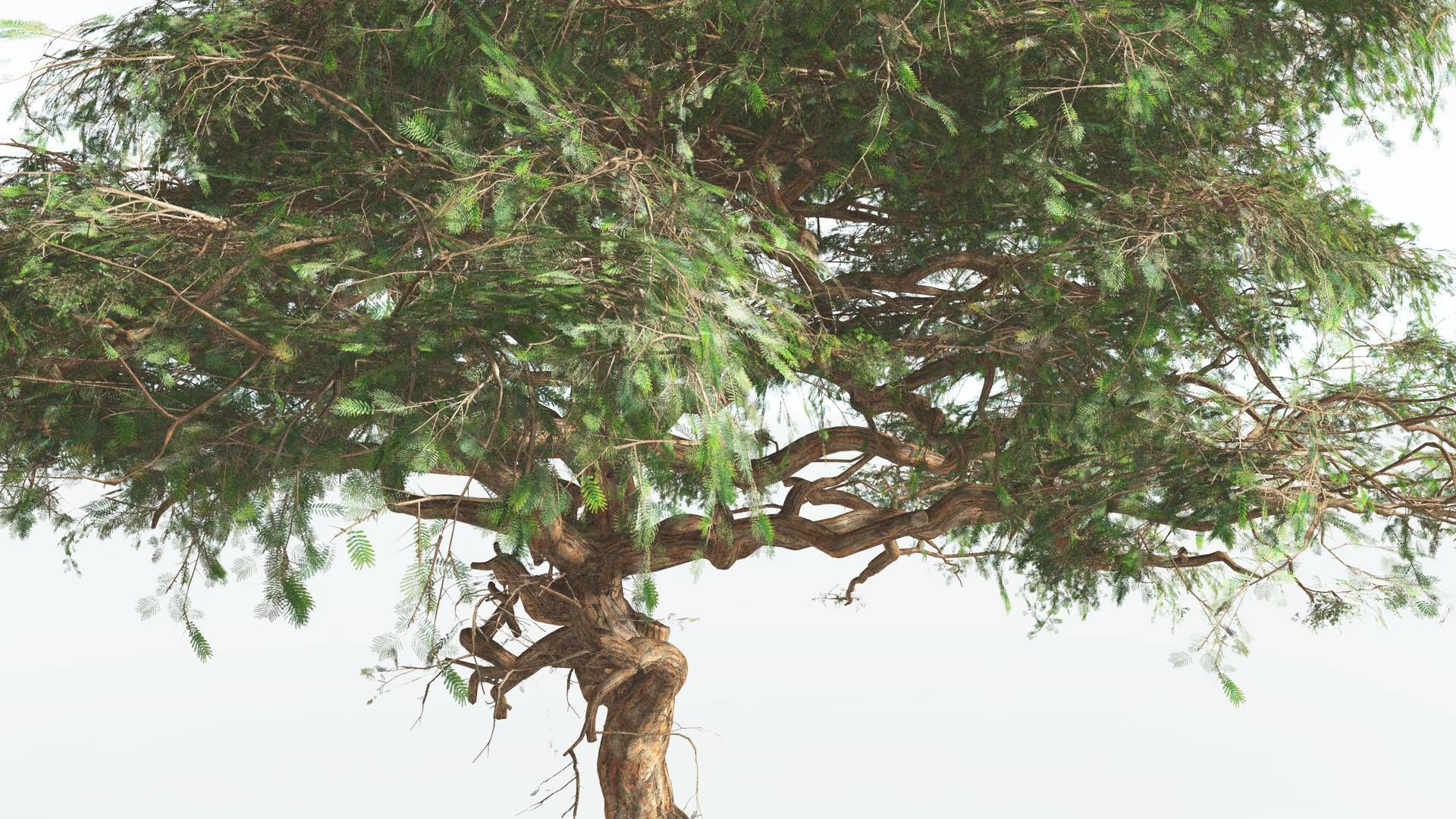 EVERYPlant Umbrella Thorn Acacia 1 --12 Models-- 3D model_9