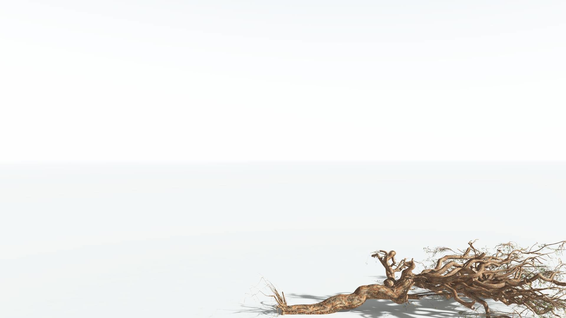 EVERYPlant Umbrella Thorn Acacia 1 --12 Models-- 3D model_14