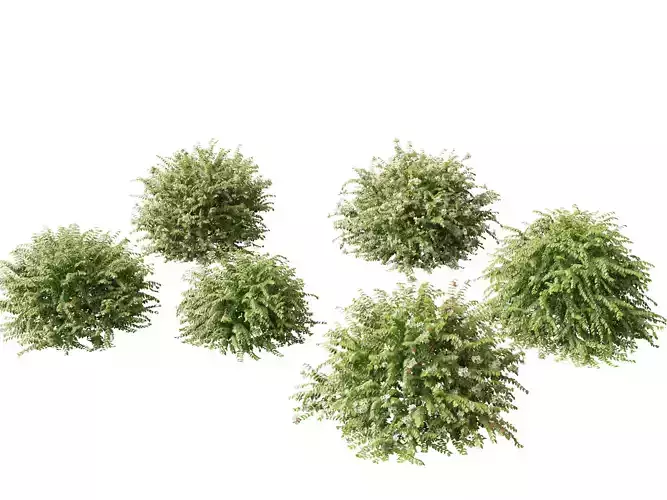 Abelia x grandiflora - Glossy abelia