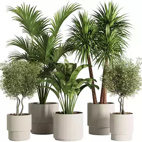 Indoor Plant Set51