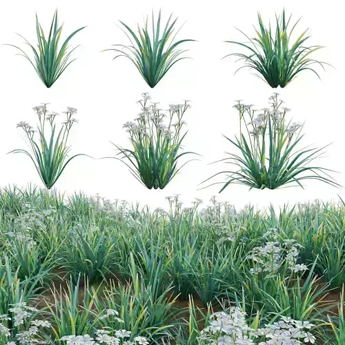 Dietes grandiflora - Fairy Iris