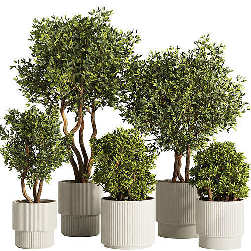 Indoor Plant Set53 3D model