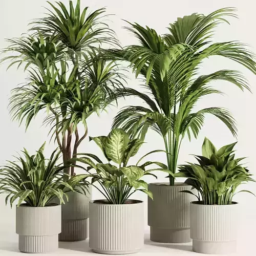 Indoor Plant Set52
