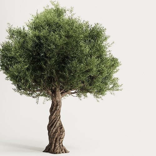 Olive Tree Set11 3D model