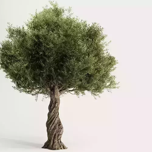 Olive Tree Set11