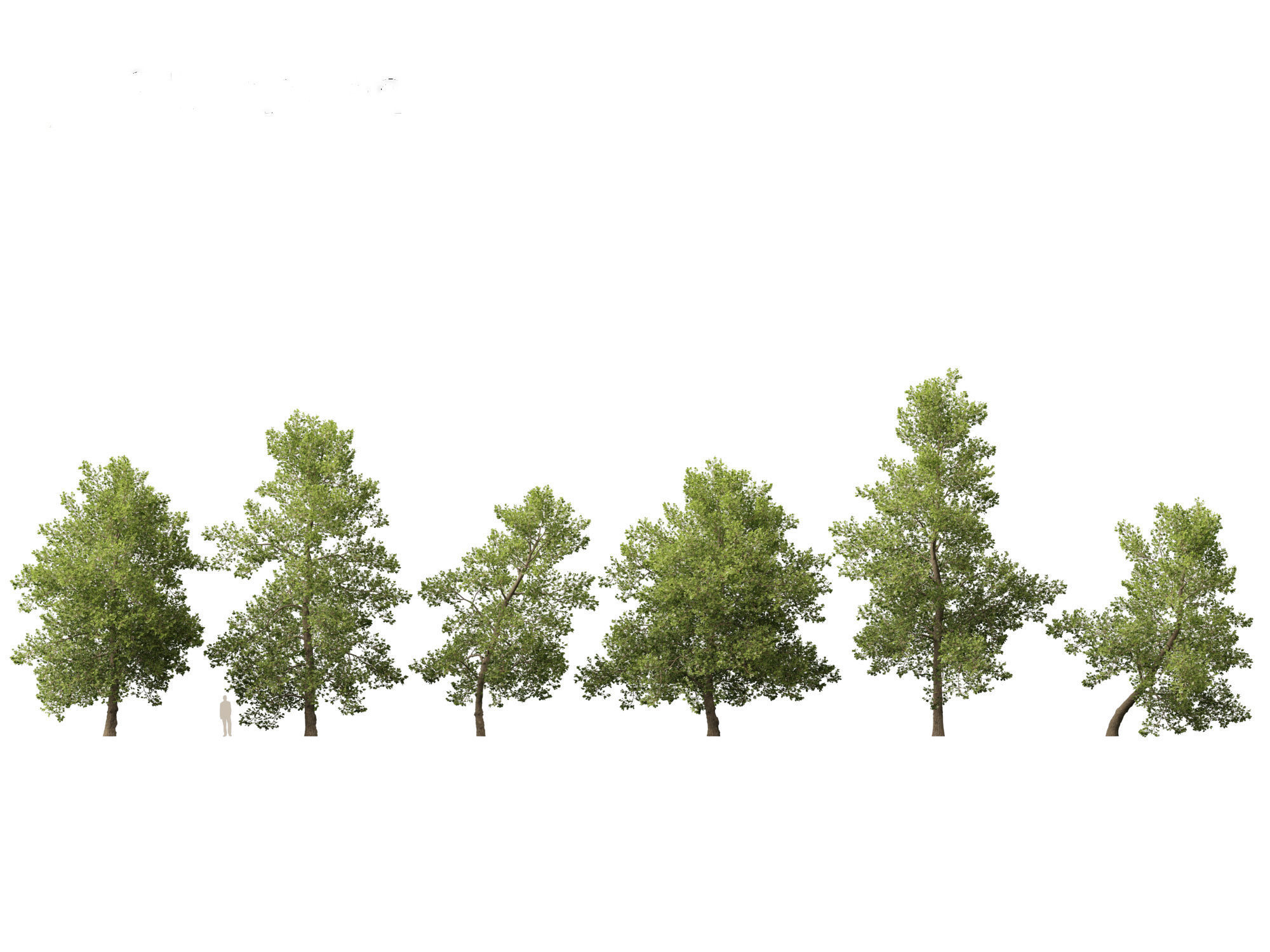 Alnus glutinosa - Black alder 3D model_1