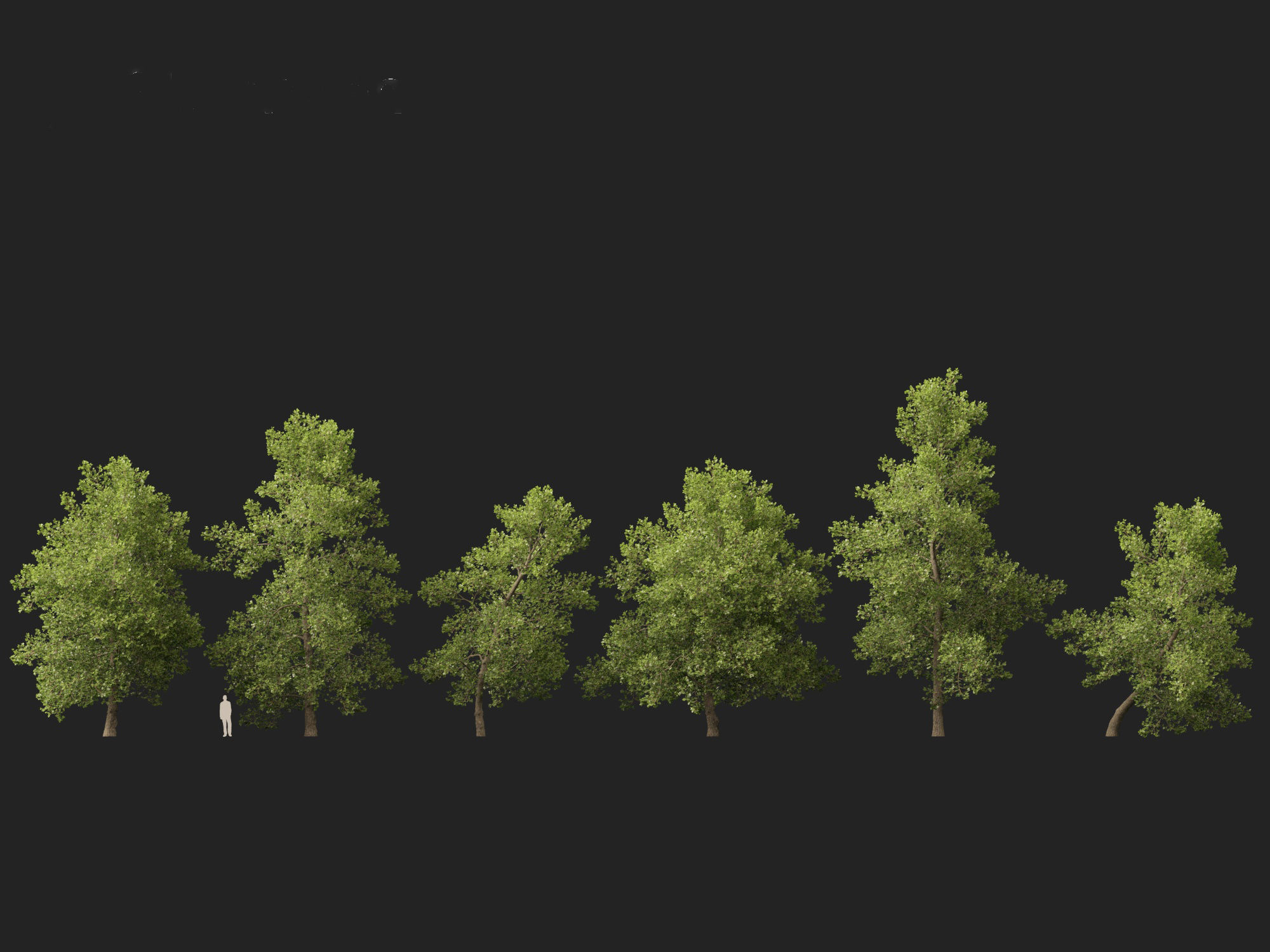 Alnus glutinosa - Black alder 3D model_2