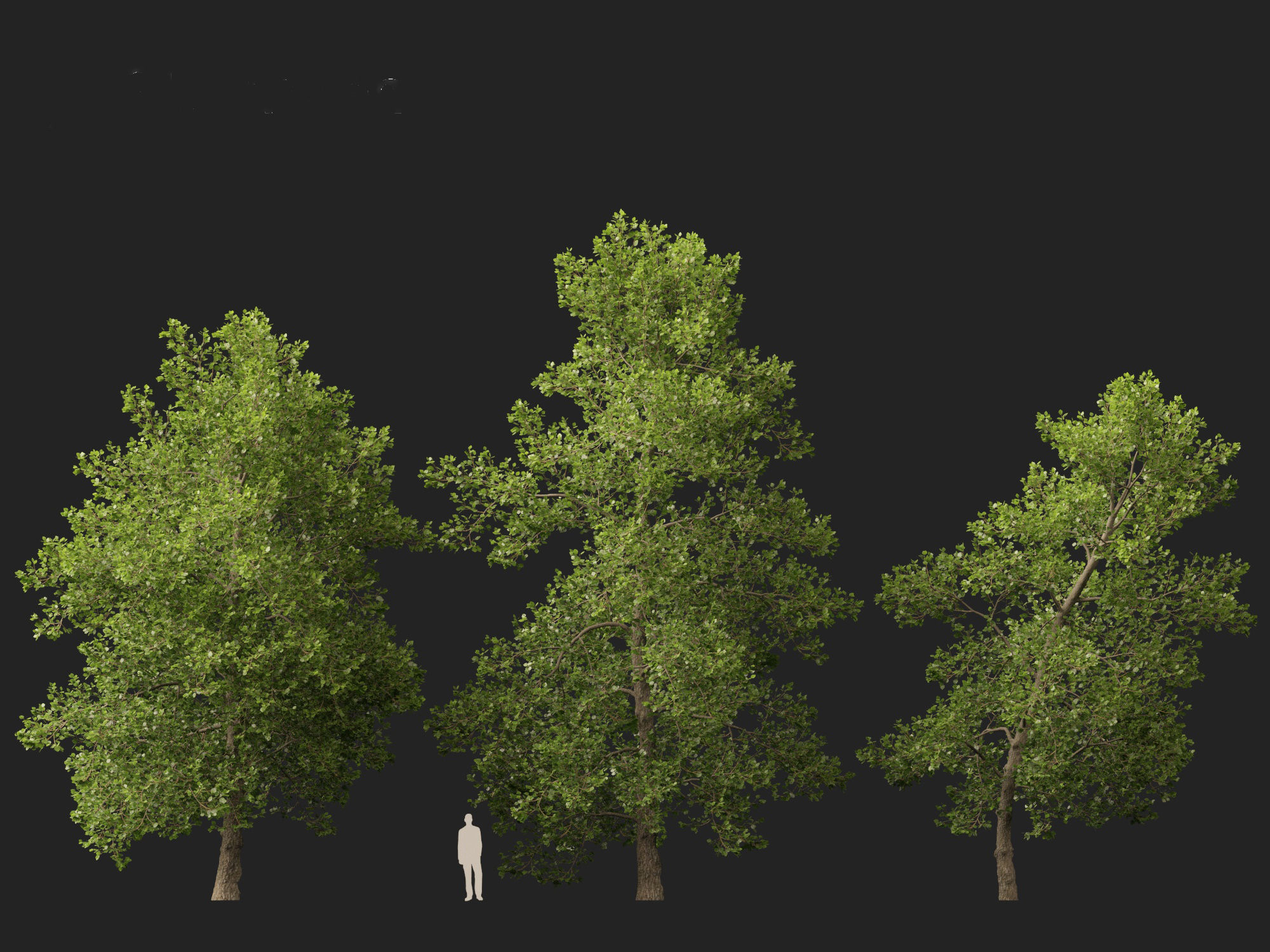 Alnus glutinosa - Black alder 3D model_4