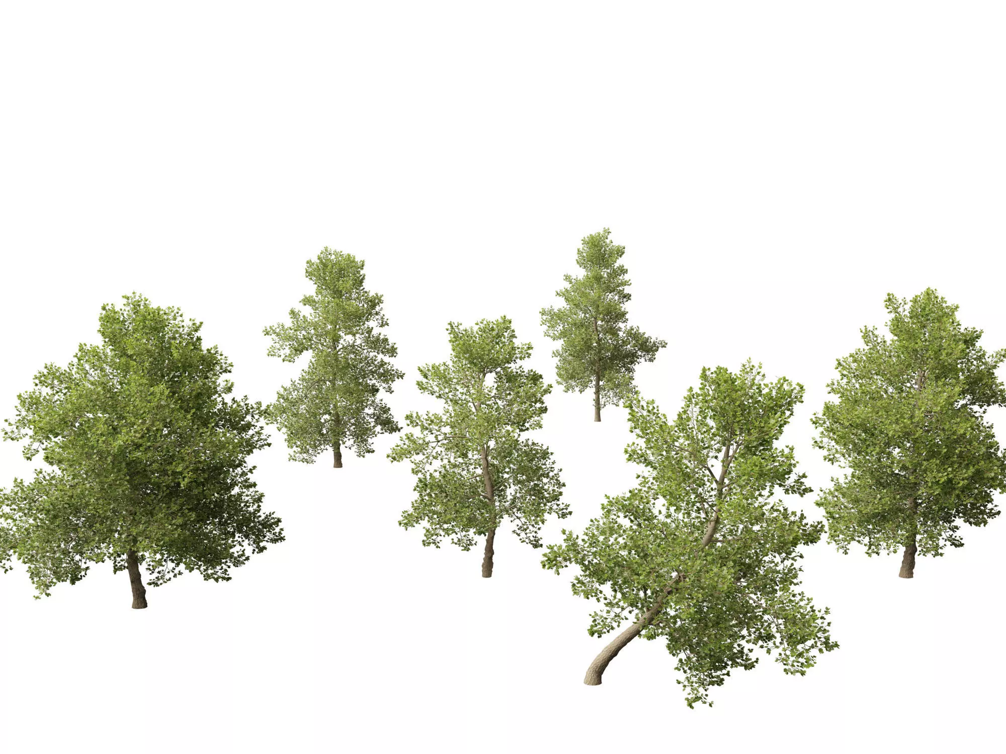 Alnus glutinosa - Black alder 3D model_0