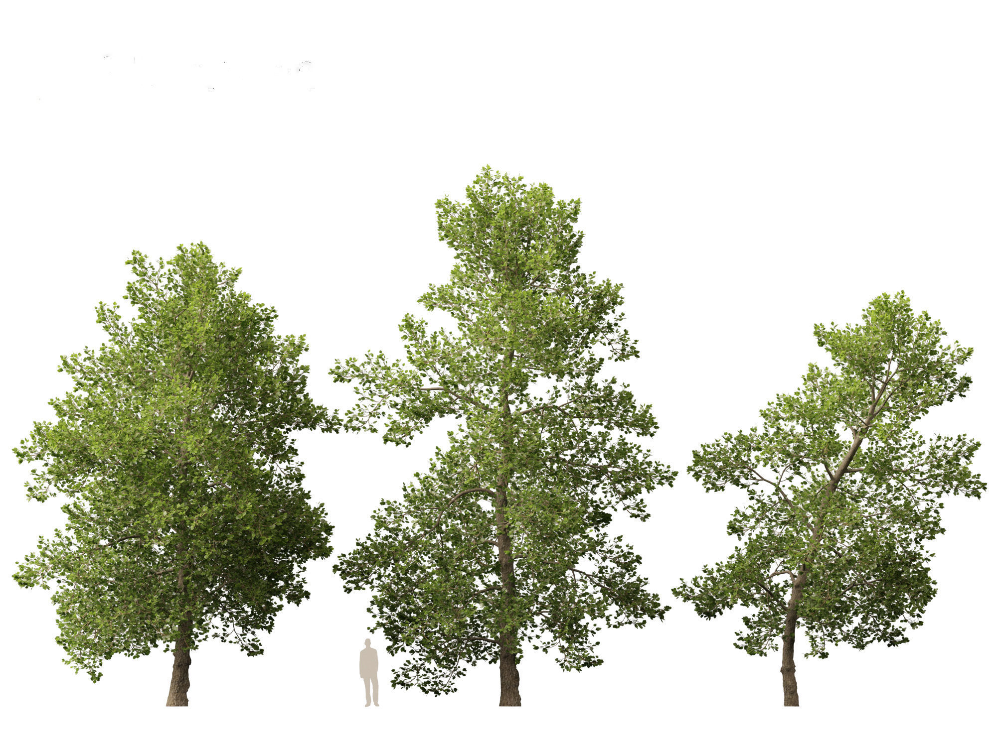 Alnus glutinosa - Black alder 3D model_3