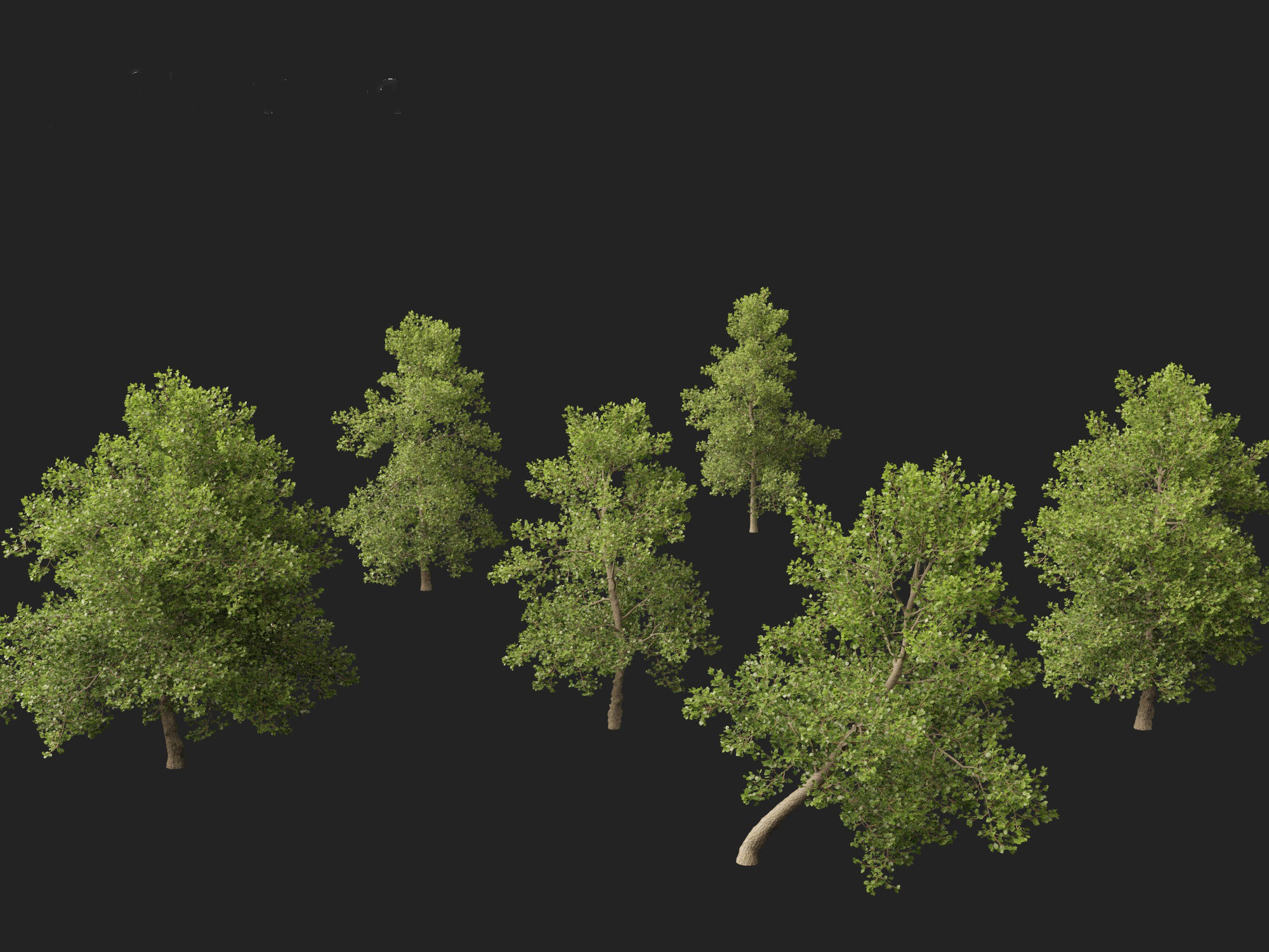 Alnus glutinosa - Black alder 3D model_7