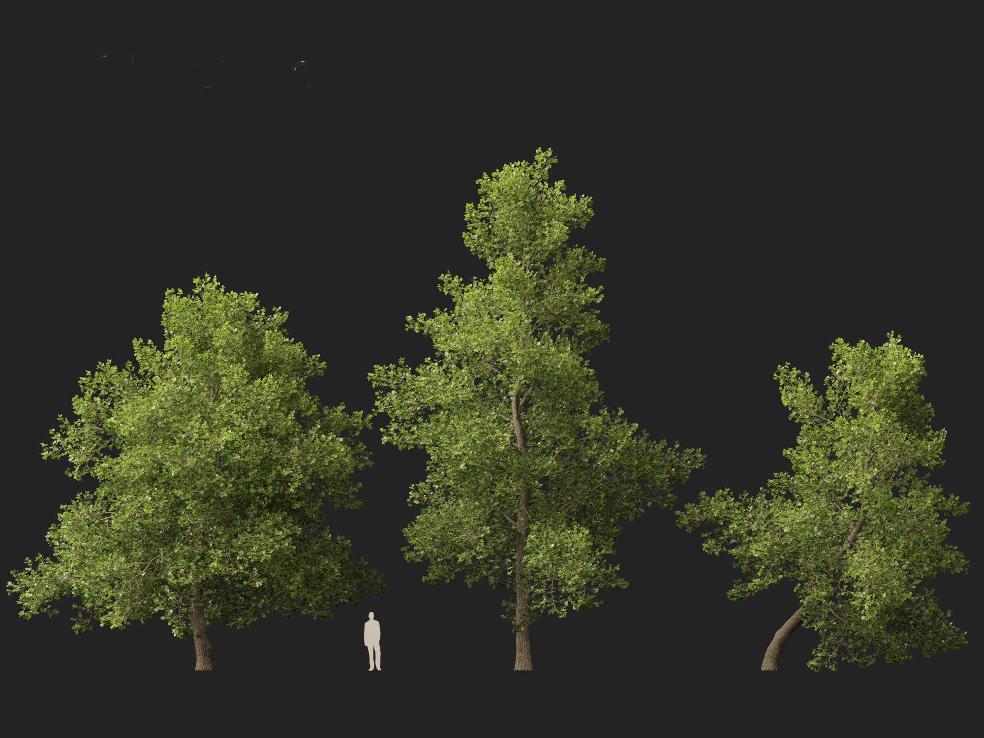 Alnus glutinosa - Black alder 3D model_6