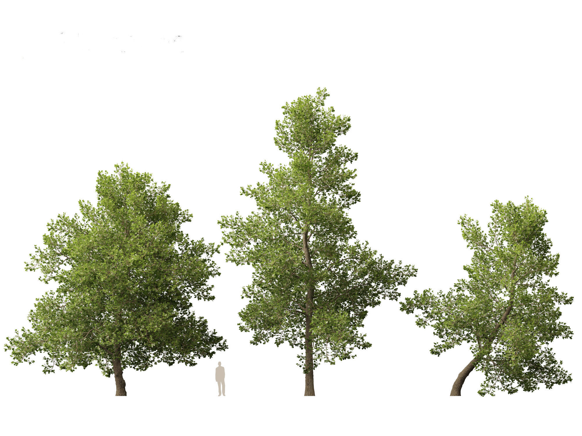 Alnus glutinosa - Black alder 3D model_5