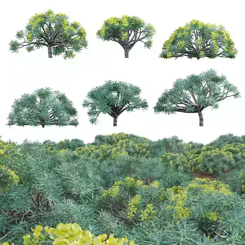 Euphorbia regis-jubae