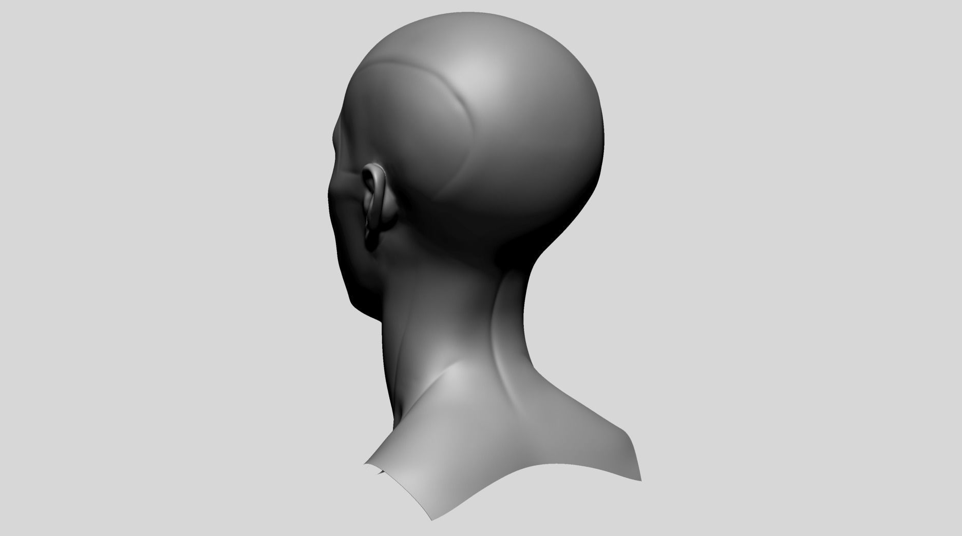 Female Head Anatomy B 3D model_5
