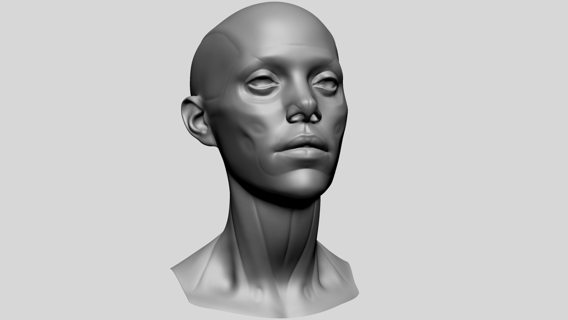 Female Head Anatomy B 3D model_9