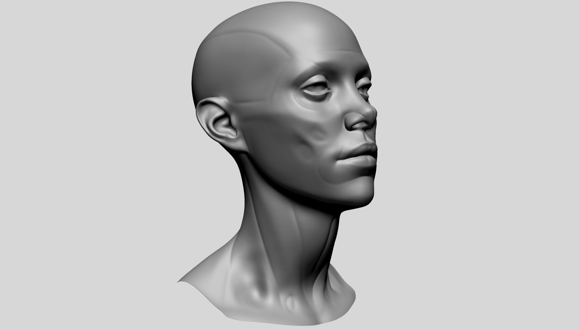 Female Head Anatomy B 3D model_2