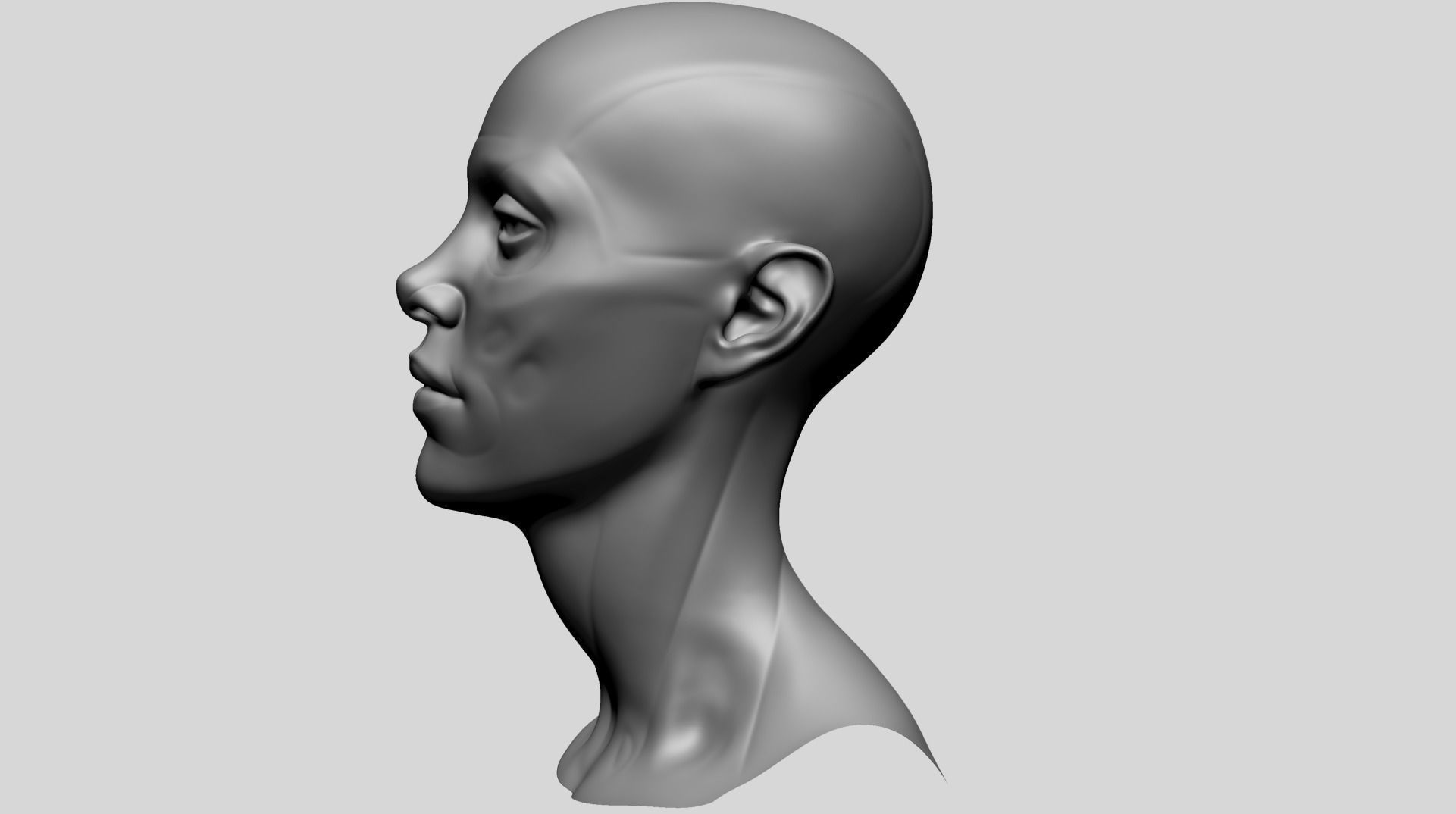 Female Head Anatomy B 3D model_6