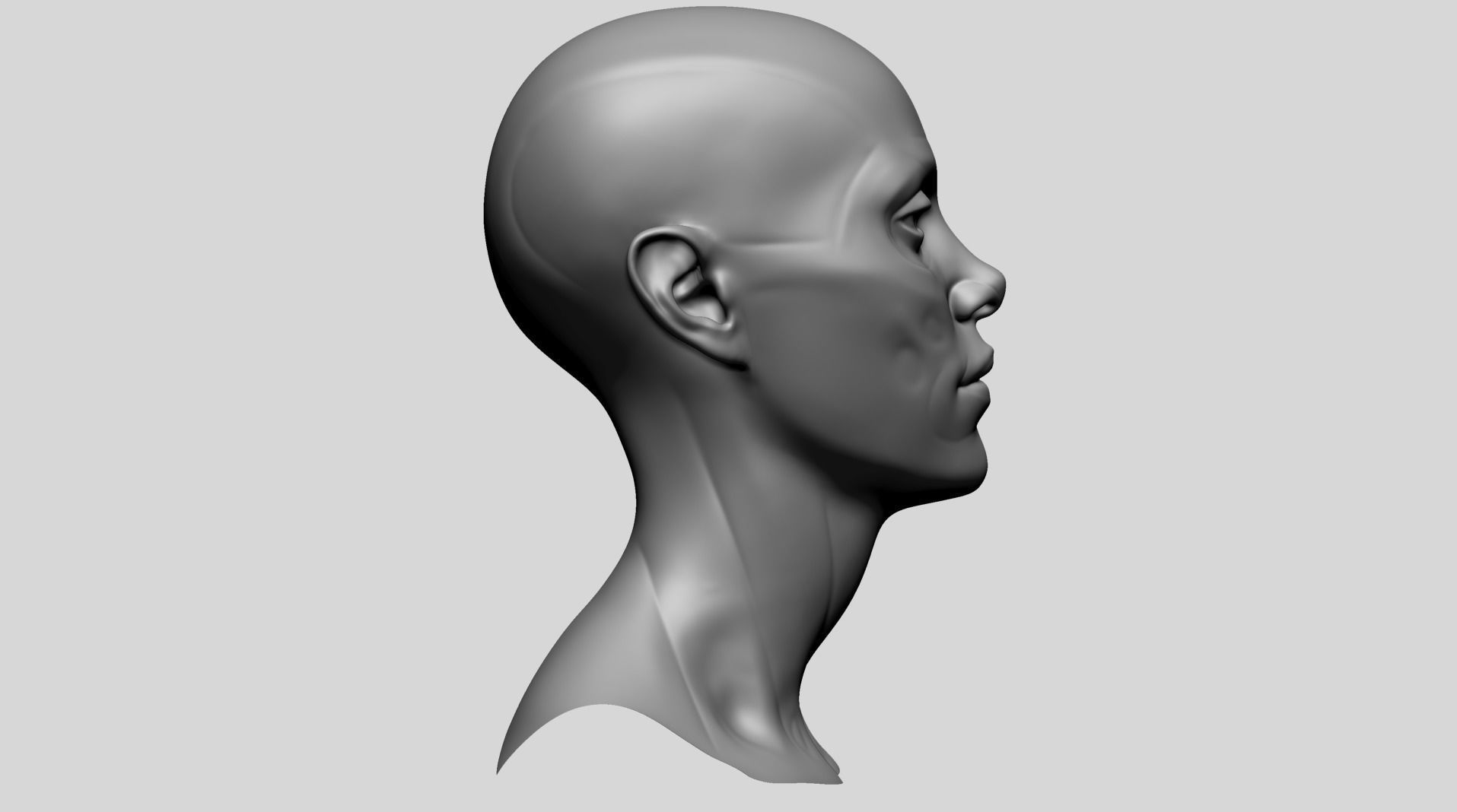 Female Head Anatomy B 3D model_3