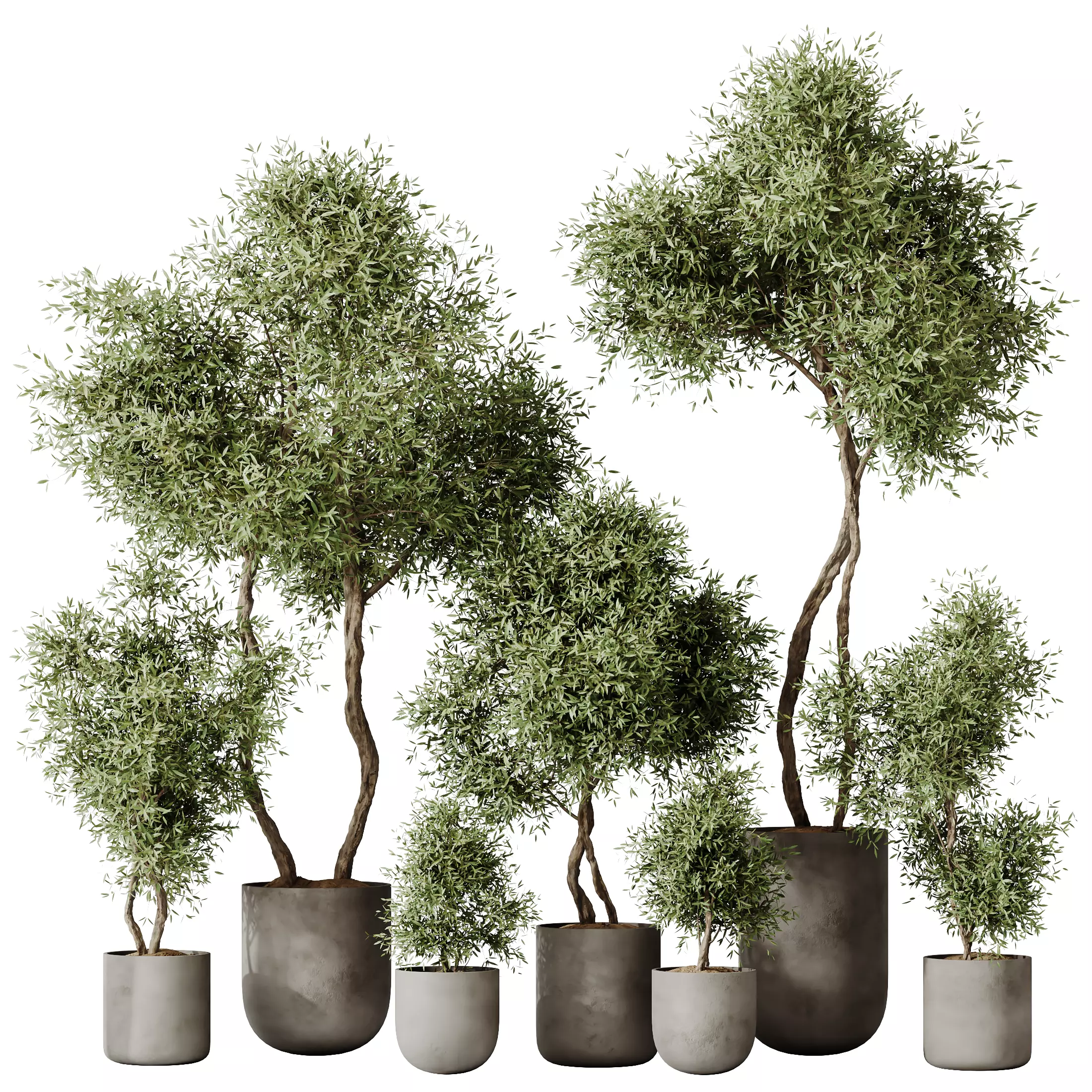 Kalamata Leccino Arbequina Wilsonii Chemlali Olive Set 20 3D model