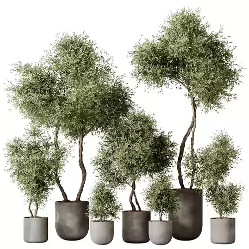 Kalamata Leccino Arbequina Wilsonii Chemlali Olive Set 20 3D model