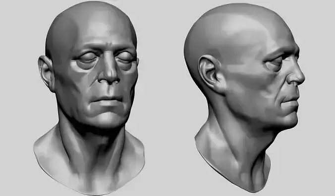 Male Head Anatomy B 3D model