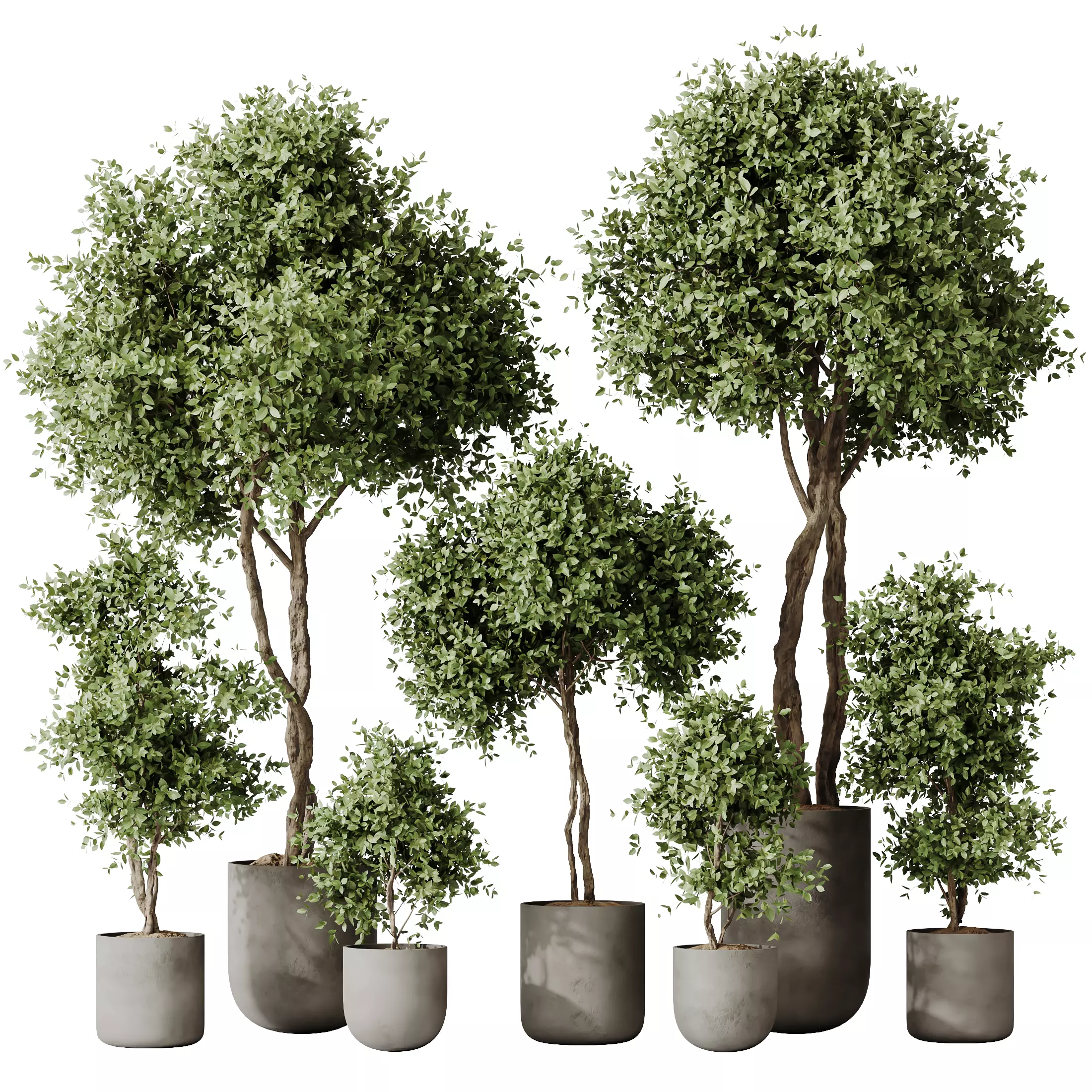 Kalamata Leccino Arbequina Wilsonii Chemlali Olive Set19 3D model