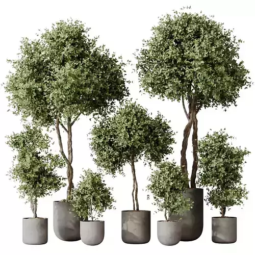 Kalamata Leccino Arbequina Wilsonii Chemlali Olive Set19 3D model
