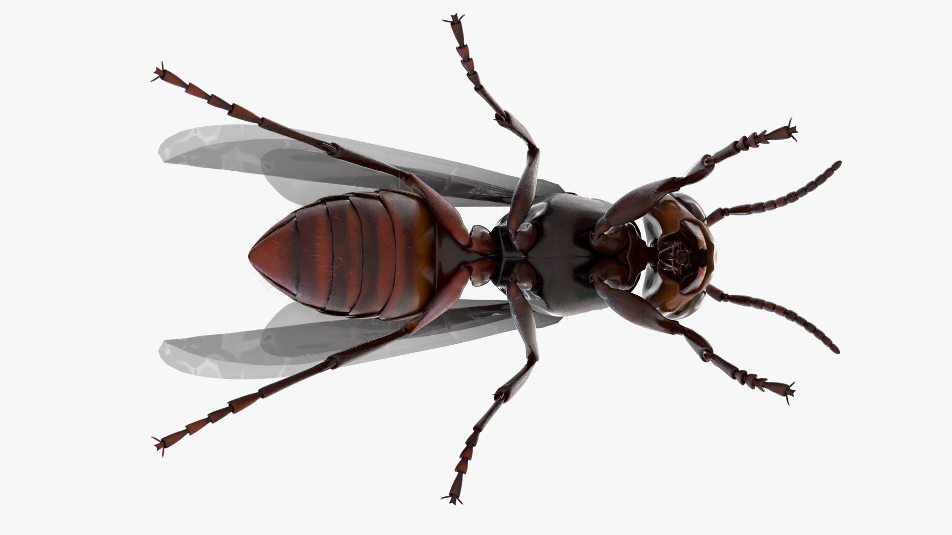 4K Honey Bee Low-poly 3D model_7