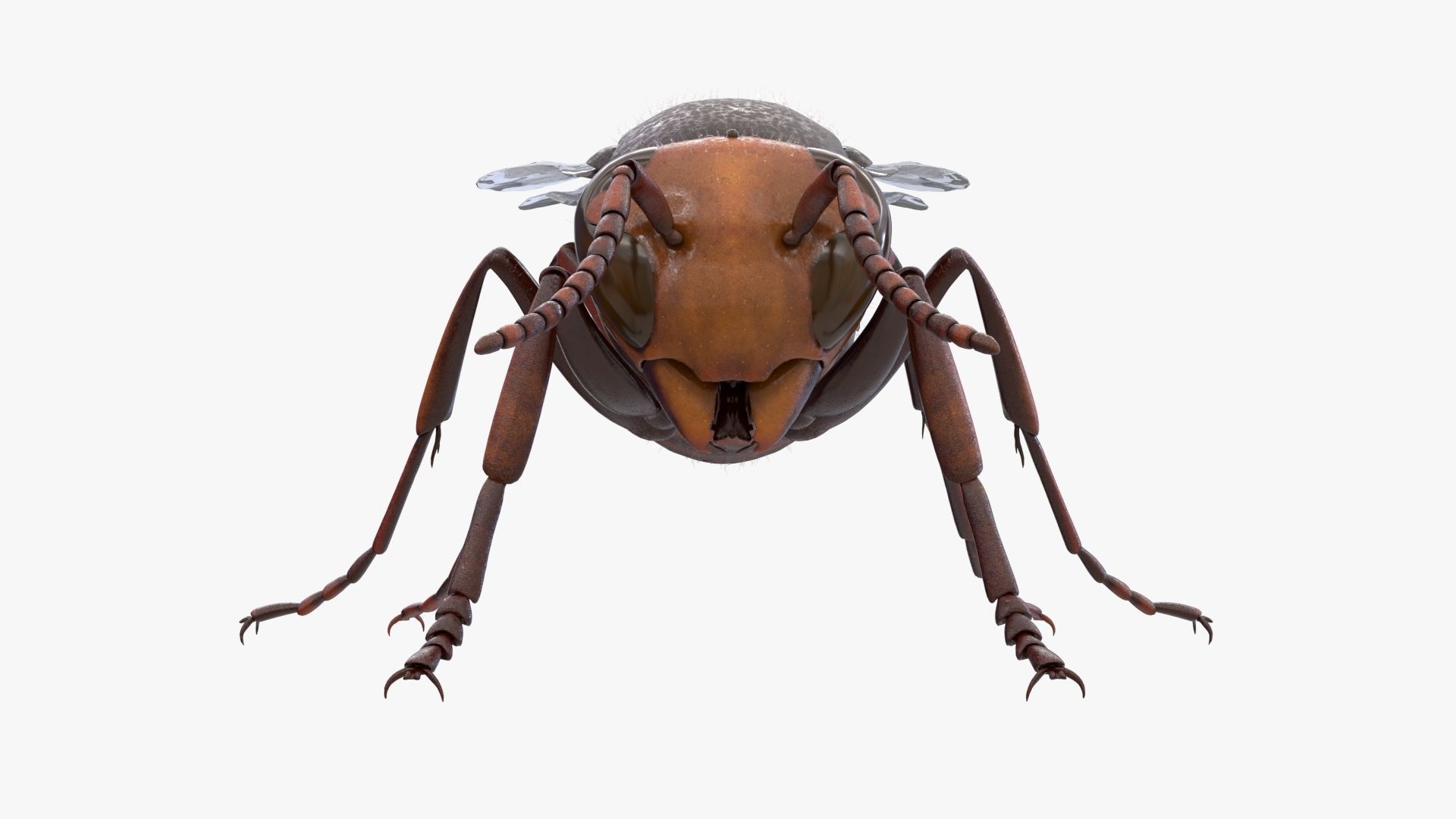 4K Honey Bee Low-poly 3D model_2