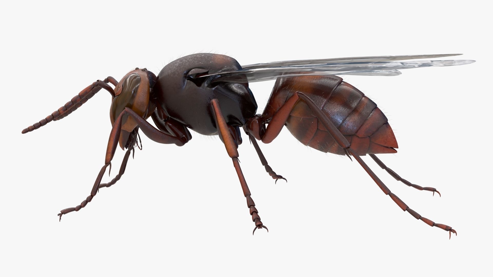 4K Honey Bee Low-poly 3D model_4