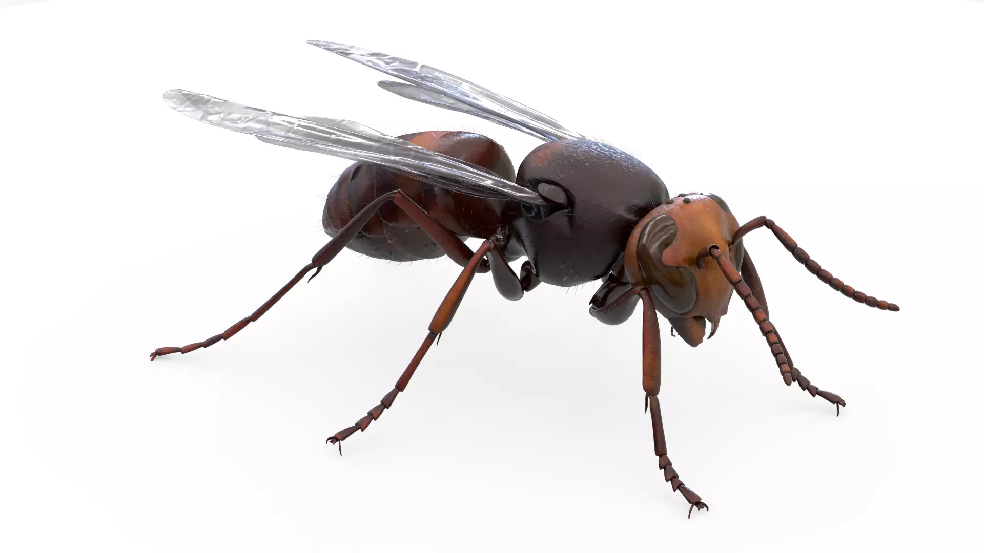 4K Honey Bee Low-poly 3D model_0