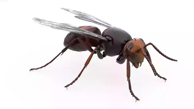 4K Honey Bee Low-poly 3D model