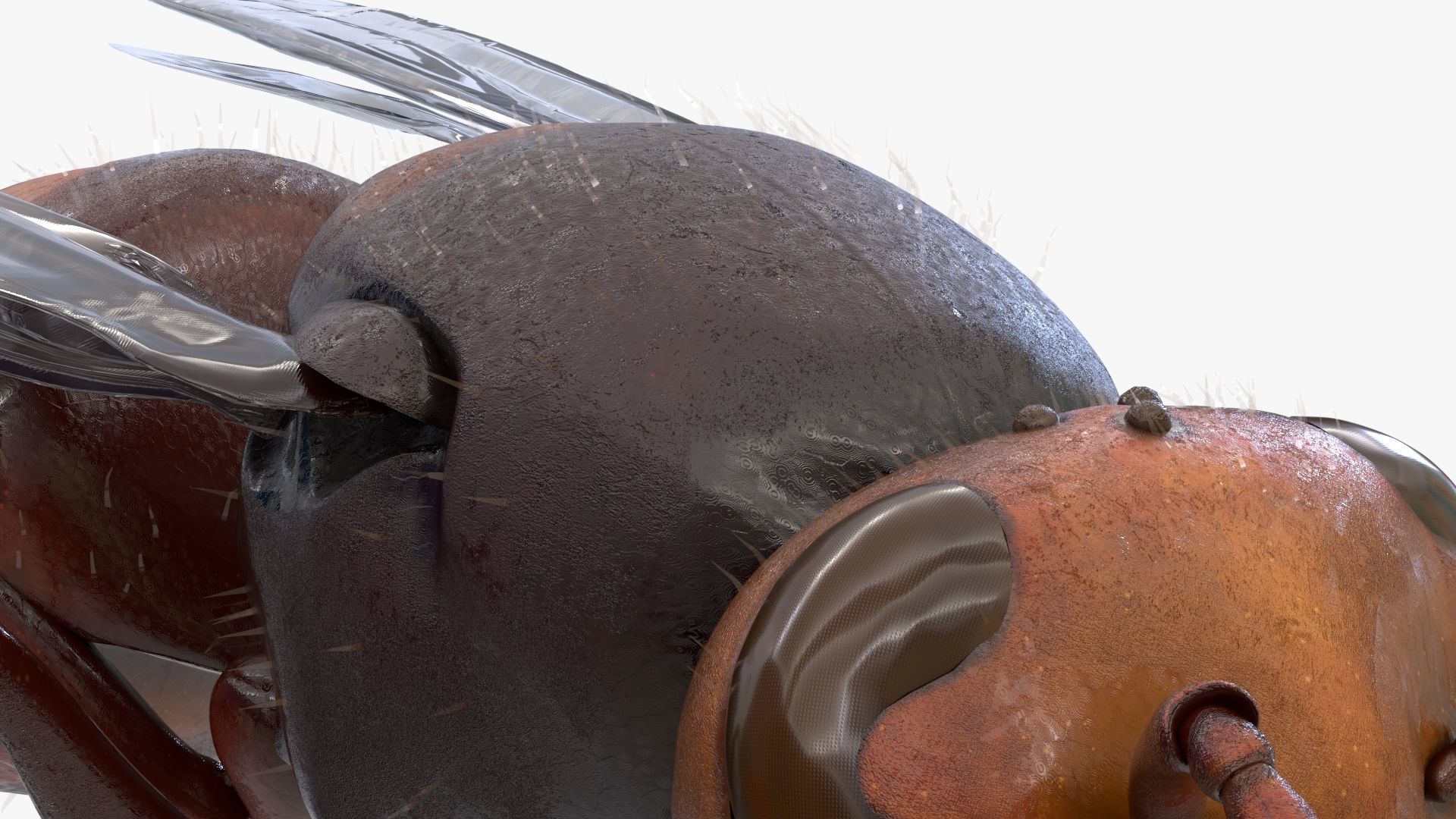 4K Honey Bee Low-poly 3D model_10