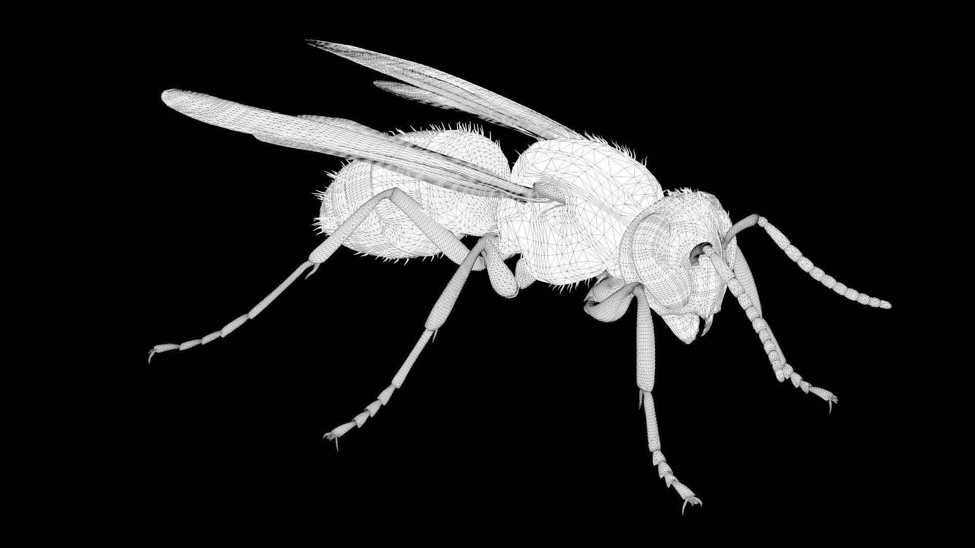 4K Honey Bee Low-poly 3D model_13