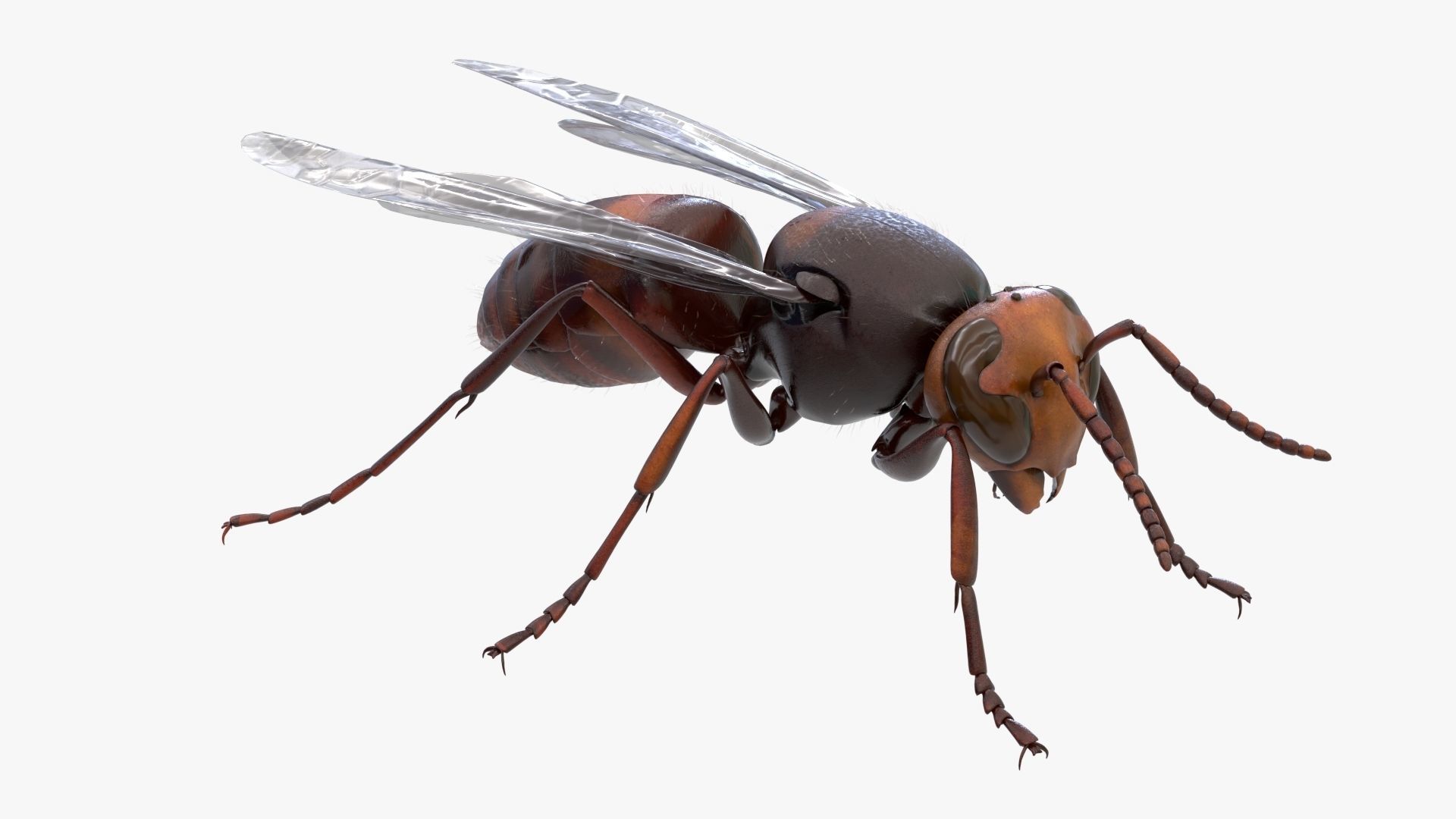 4K Honey Bee Low-poly 3D model_1