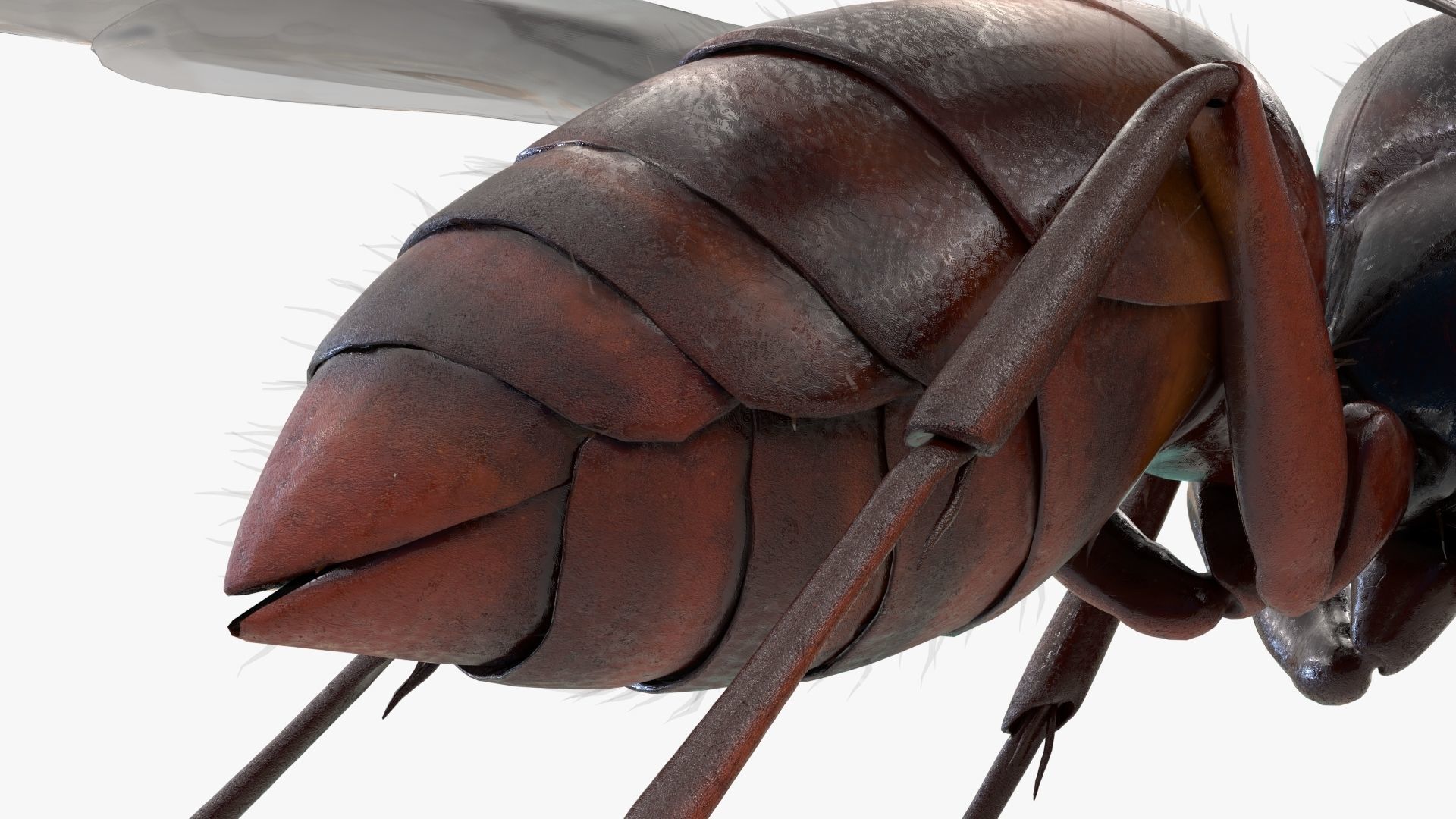 4K Honey Bee Low-poly 3D model_3