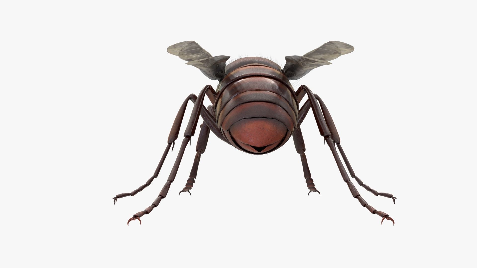 4K Honey Bee Low-poly 3D model_5