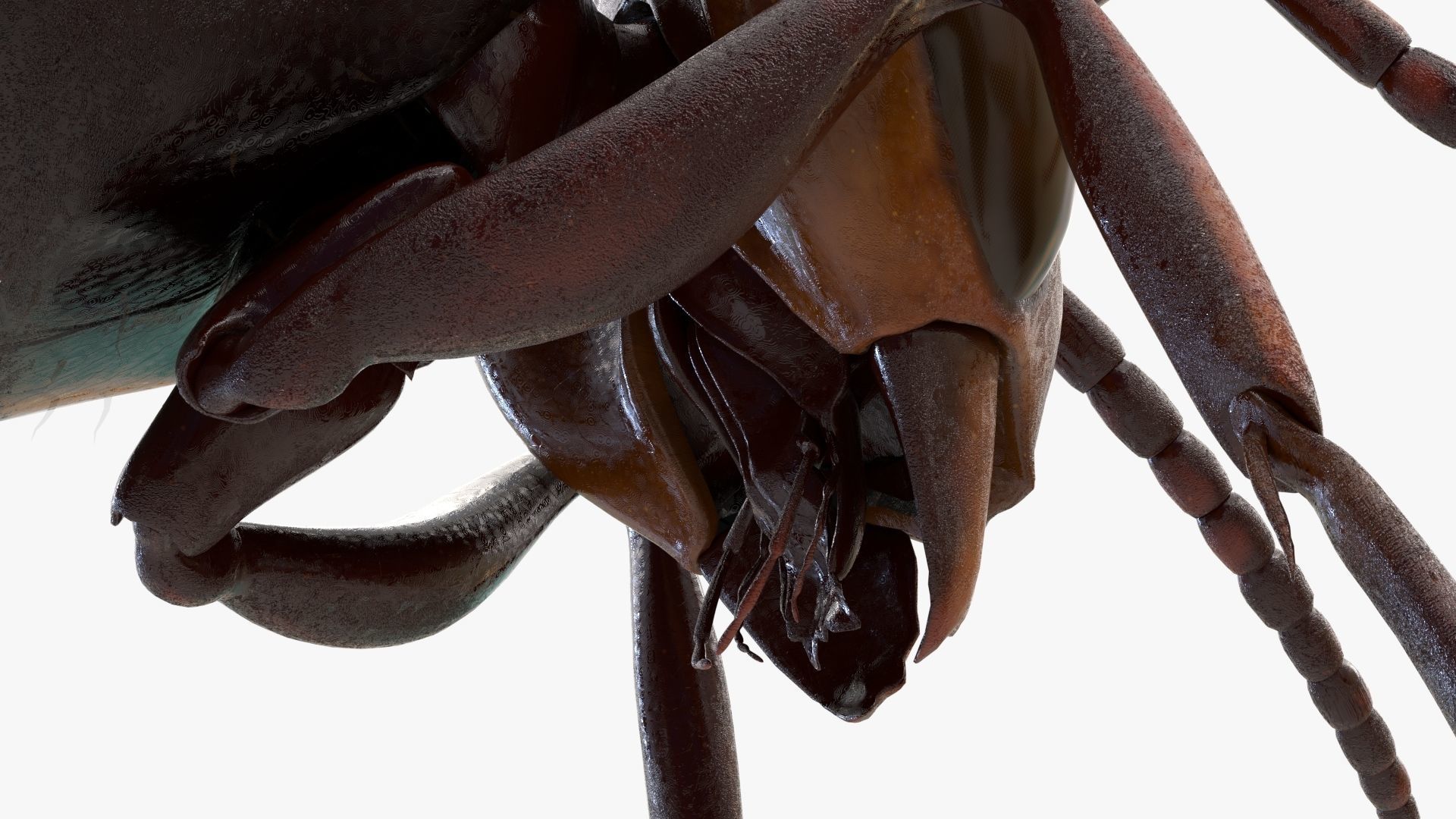 4K Honey Bee Low-poly 3D model_9