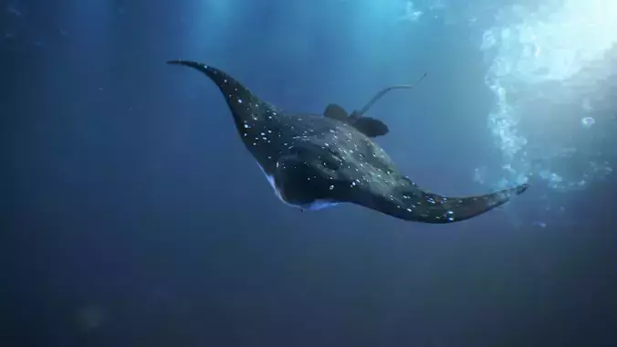 Realistic rigged Spotted Eagle Ray