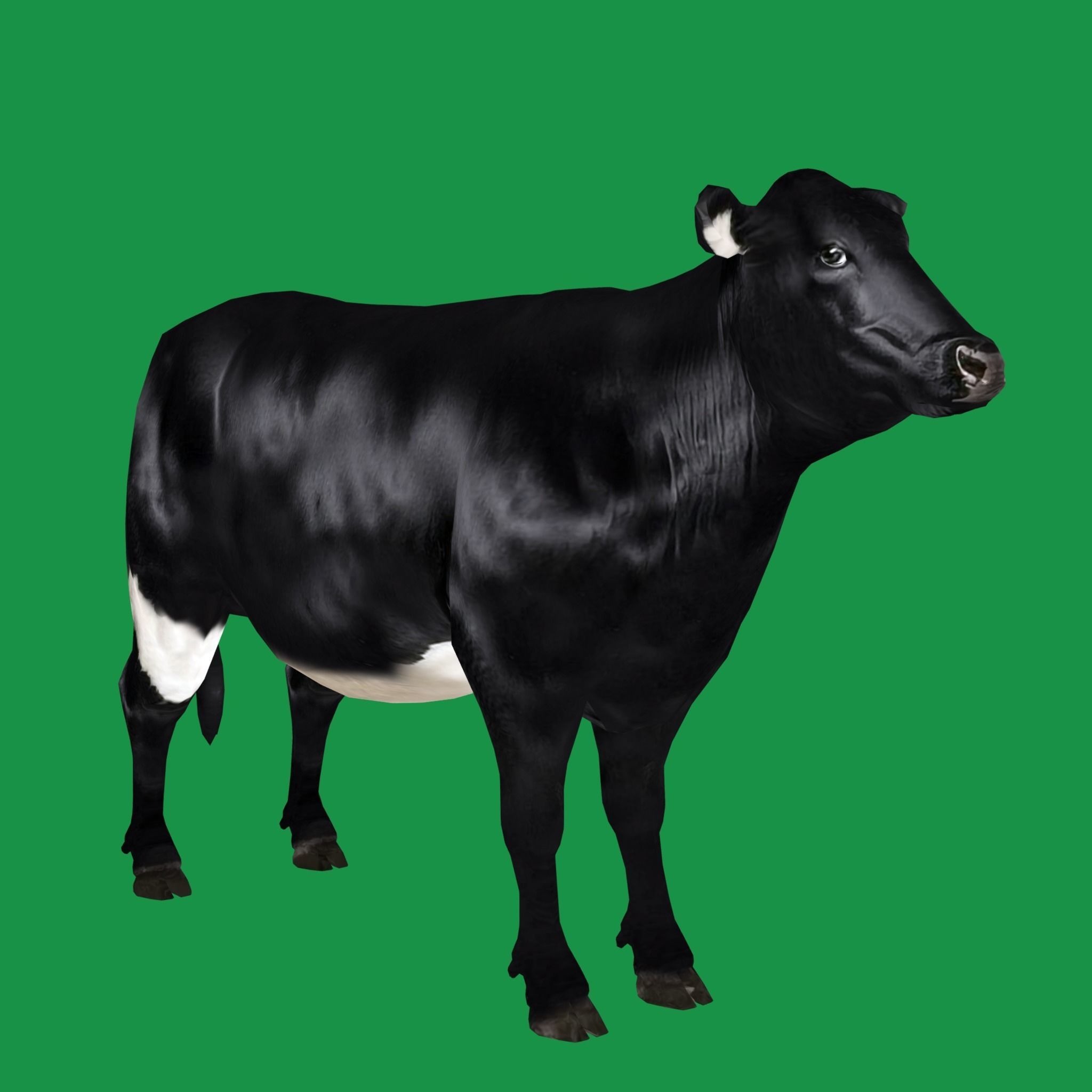 Black Cattle Mammal Low-poly 3D model_26