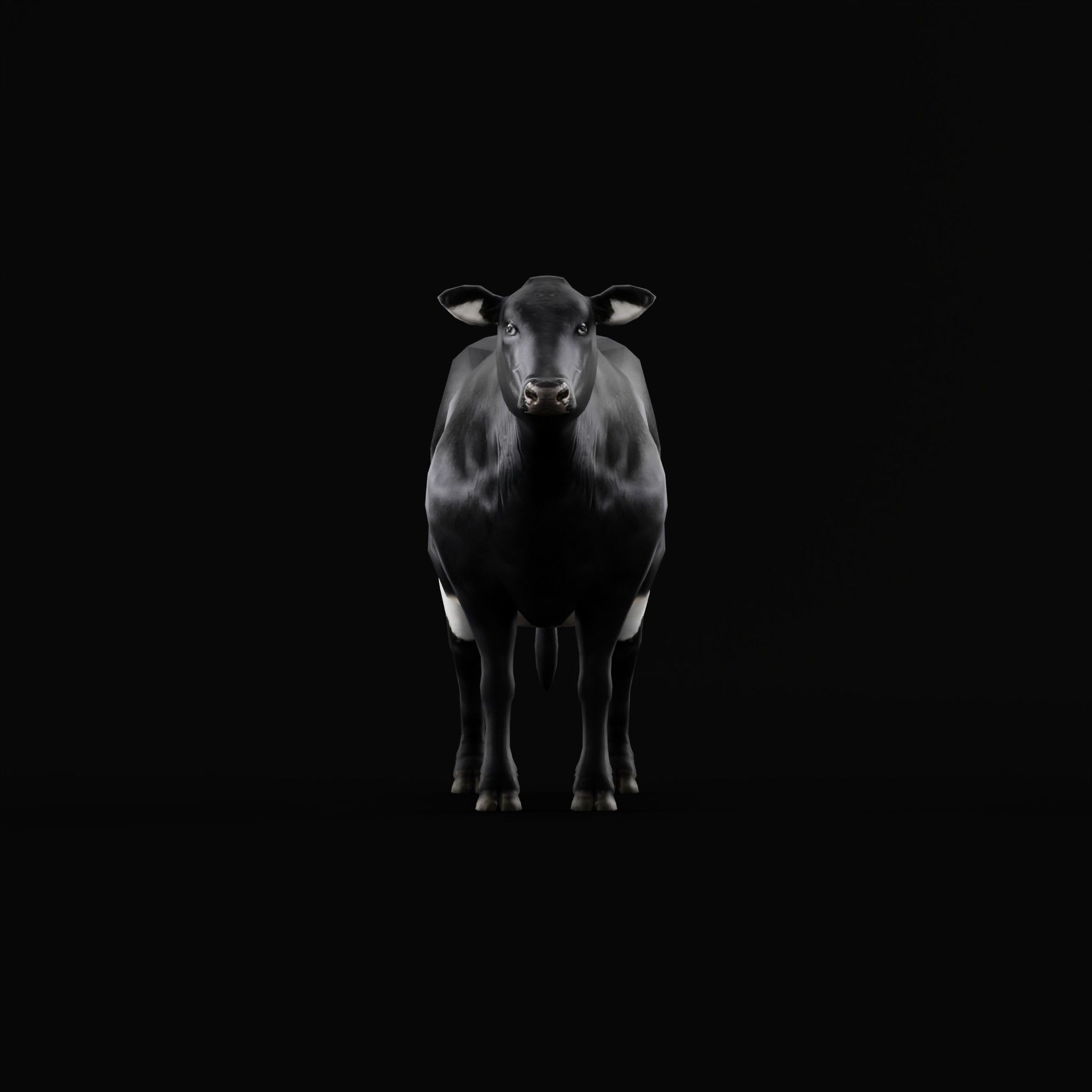 Black Cattle Mammal Low-poly 3D model_11