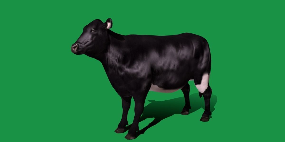 Black Cattle Mammal Low-poly 3D model_27