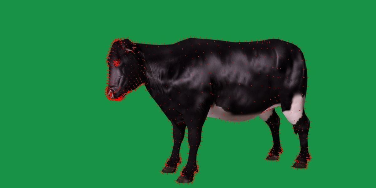 Black Cattle Mammal Low-poly 3D model_15